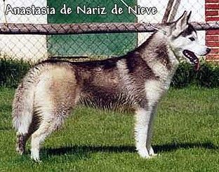 Photo of Anastasia de Nariz de Nieve