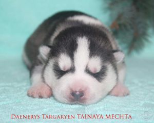 Photo of Daenerys Targaryen Tainaya Mechta