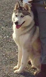 Photo of Masher Siberins Alen