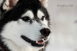 Photo of Troy Magical Wolf Kattyval