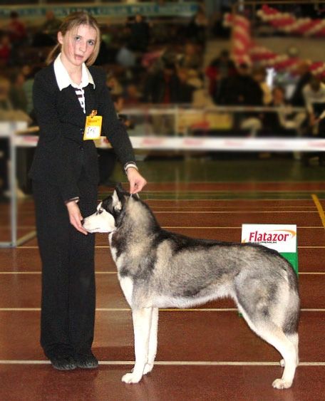 Photo of Husky Haven Show Dog