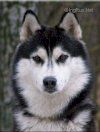 Photo of Sibex Esher Black Jack