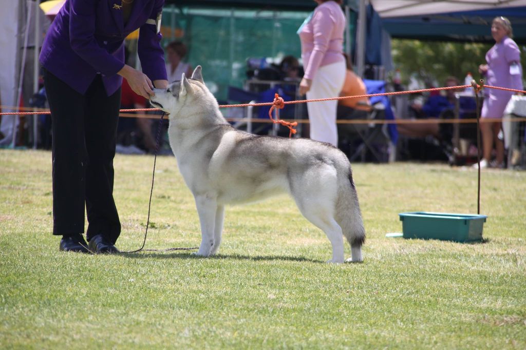 Photo of Icepower Guinevere