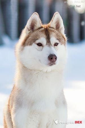 Photo of Snezhnyi Angel Assol