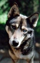 Photo of Arctic Soul Ceita