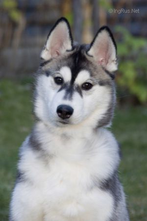 Photo of Husky Haven Shantal