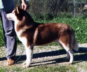 Photo of Kristari’s Red Wolfie