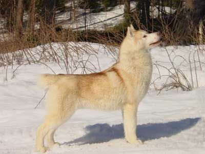 Photo of Chance Of Artic Sun