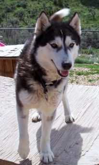 Photo of Kaylenberg's Jungle Boogie