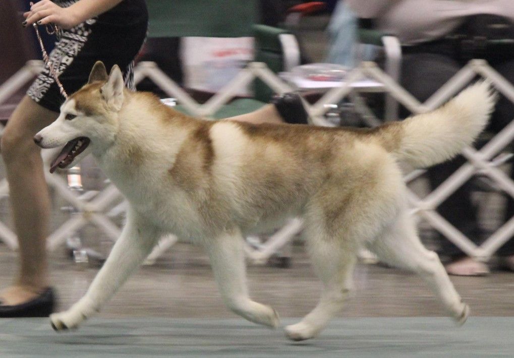 Photo of Nanook's Huricane Polar Express
