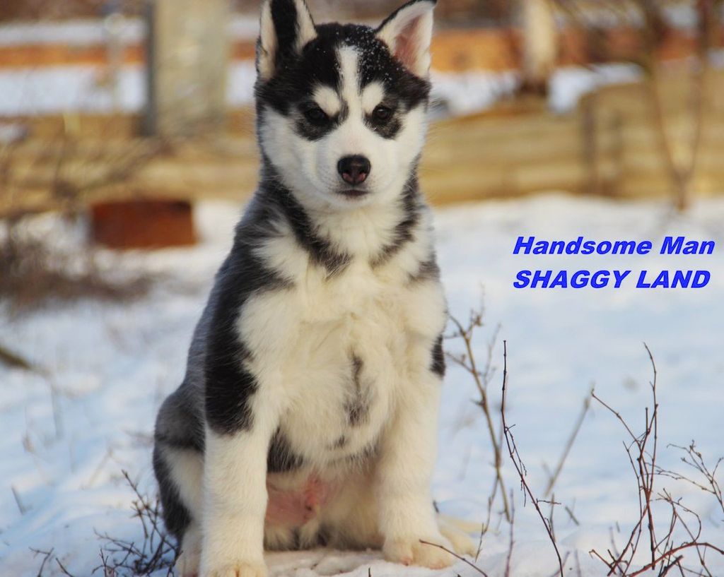 Photo of Handsome Man Shaggy Land