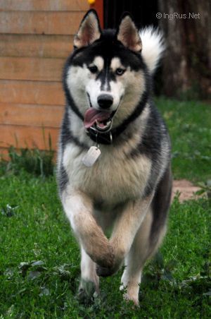 Photo of Arctic Magic Forester