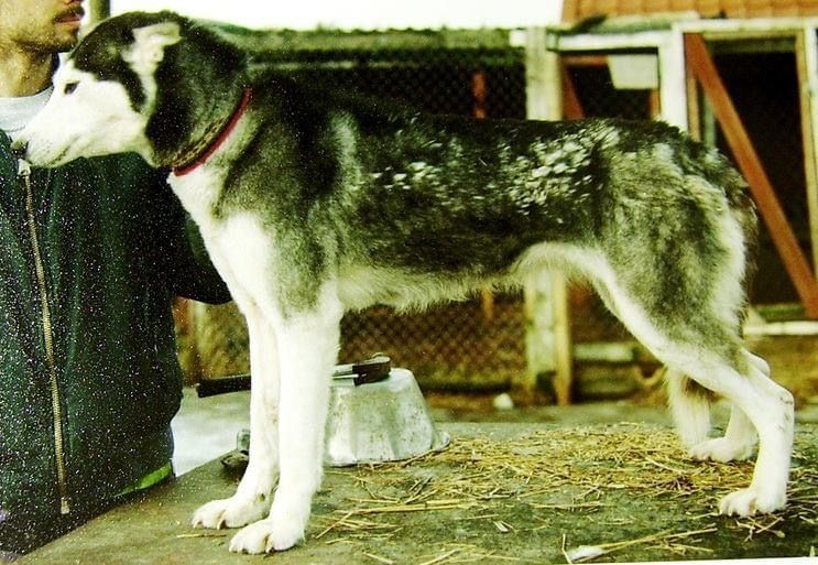 Photo of Vox Celesta’s Arktis