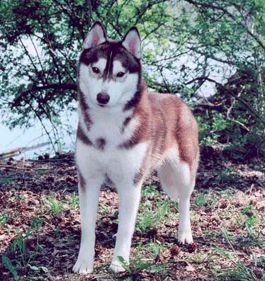 Photo of Coventry’s La Rouge De Aleut