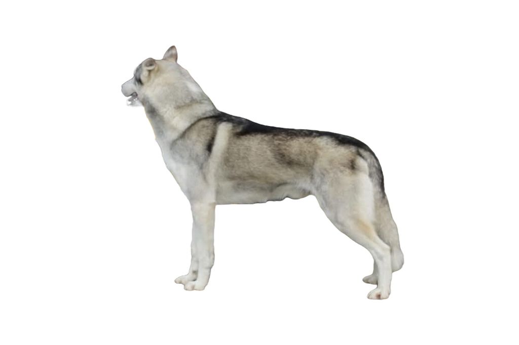 Photo of Icesmile’s Chinook
