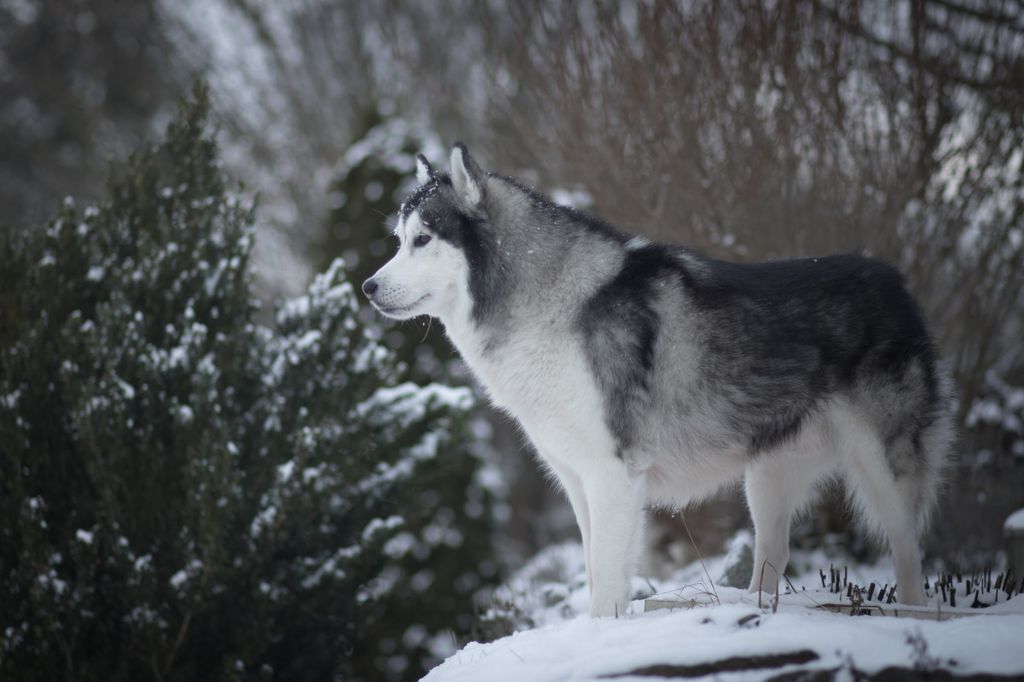 Photo of Nordic Dream of snow mountain's