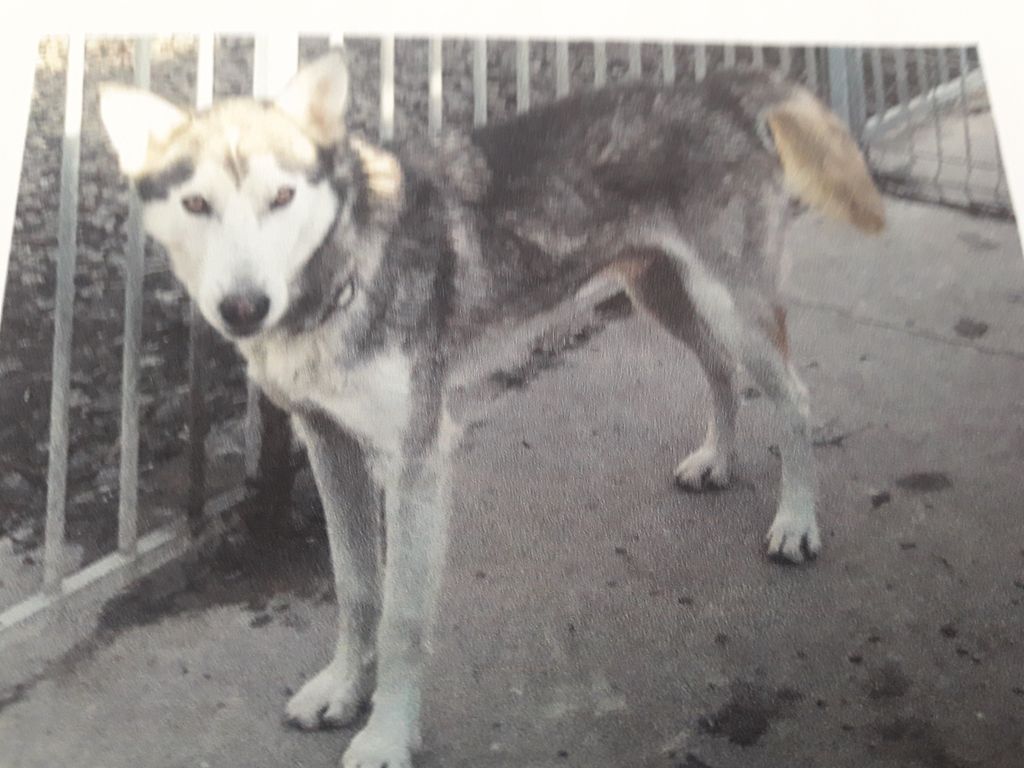 Photo of Izy zew alaski