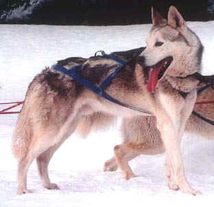 Photo of Arctic Song’s Crapyl Kvikk
