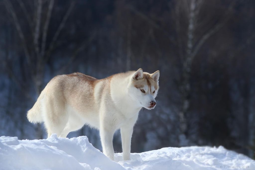 Photo of Zhadi Star Female Barbara