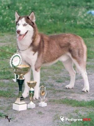 Photo of Moskovsky Pizhon s Goluboy Zvezdy