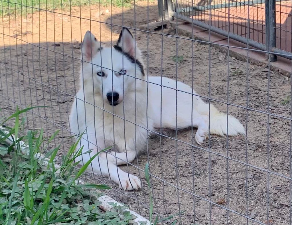 Photo of Shenanigan’s Bella