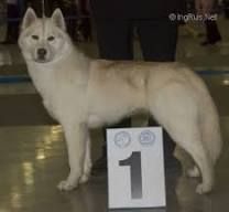 Photo of Husky Haven Vanilla And Chocolate