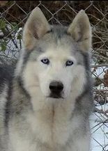 Photo of Lucas Silver-Moon's Joy