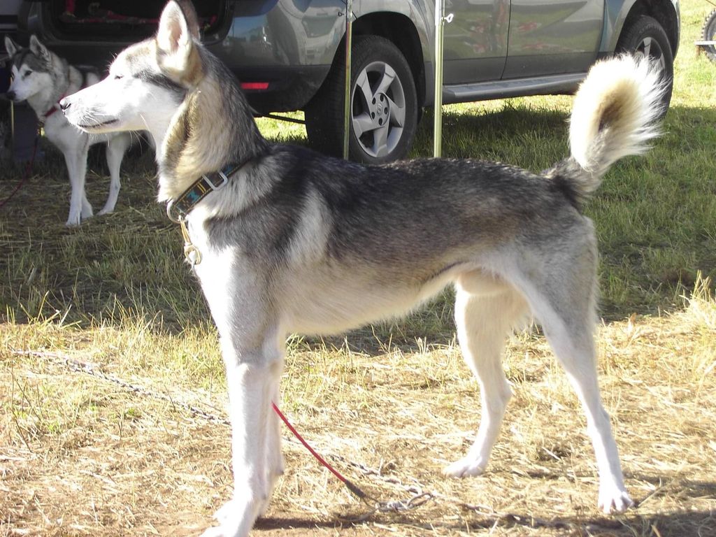Photo of Ginger of Fort Siberians