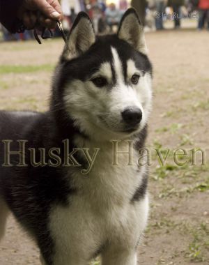 Photo of Husky Haven Texas Ranger