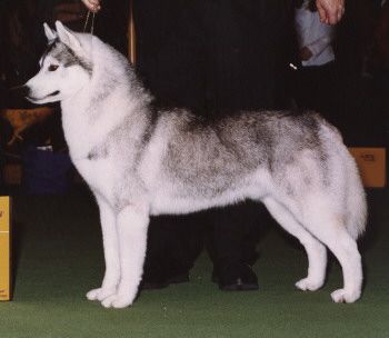 Photo of Marjestic Kadyak’s Metallic