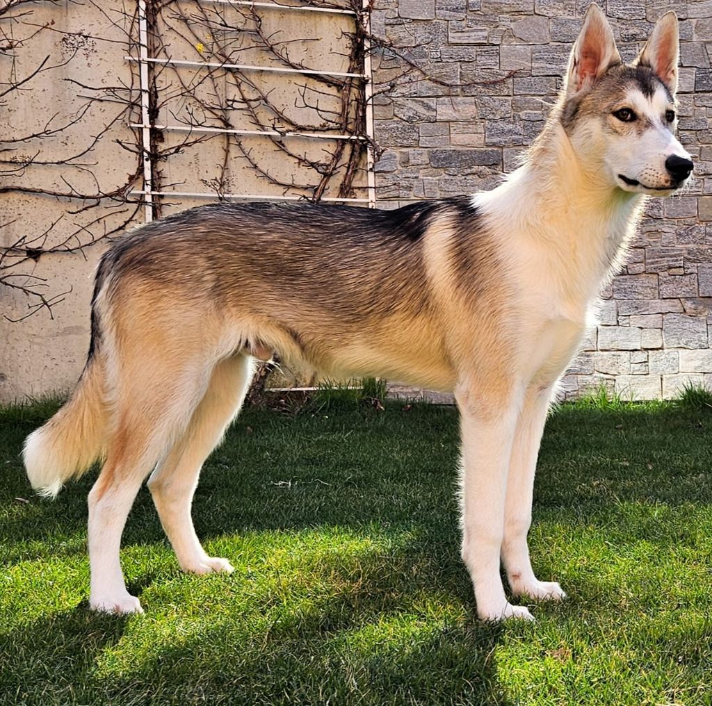 Photo of Durio's kennel D' Brubeck