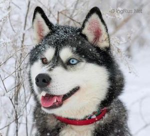 Photo of Husky Haven Zarina