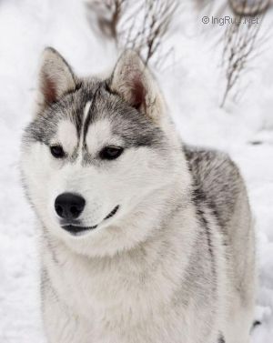 Photo of Husky Haven Be My Baby