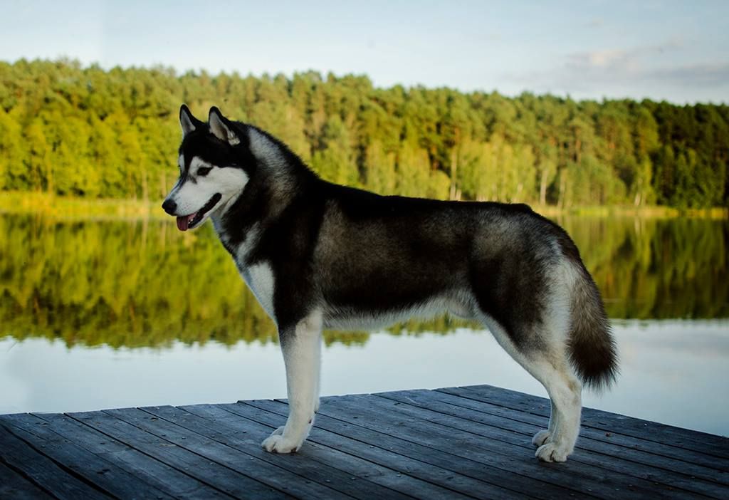 Photo of Njord Of Poliarine Arktika