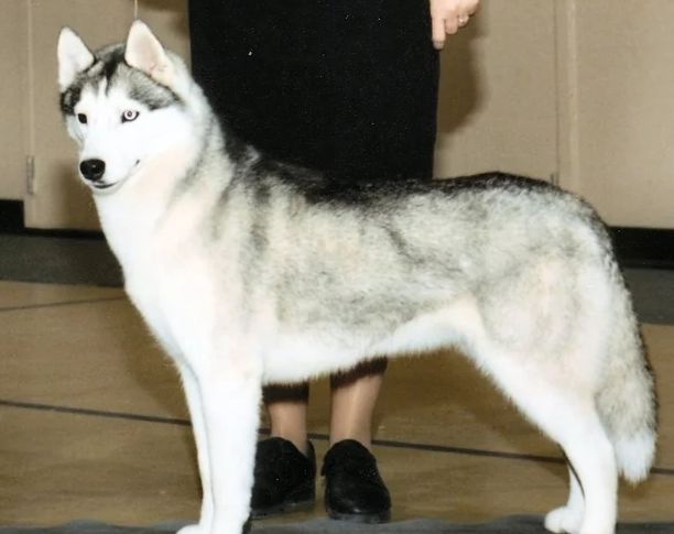 Photo of Apache Run’s Abey