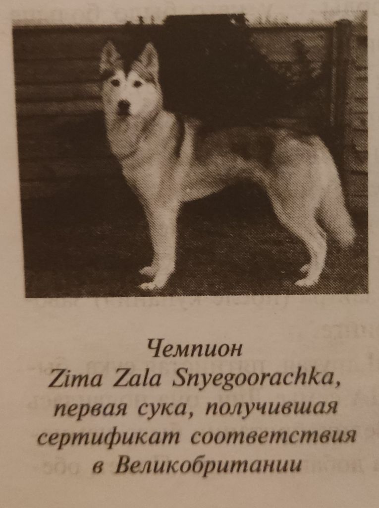 Photo of Zima Zala Snyegoorachka