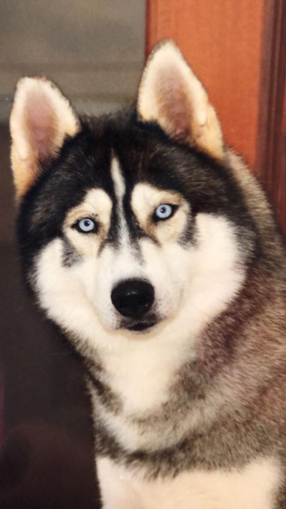Photo of Vega Star’s Xerkov