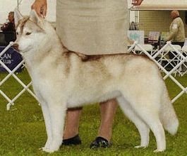 Photo of Kristari’s Sneak Attack