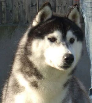 Photo of Kristari’s Mephisto