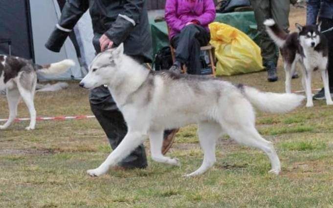 Photo of Trap line pale bowie
