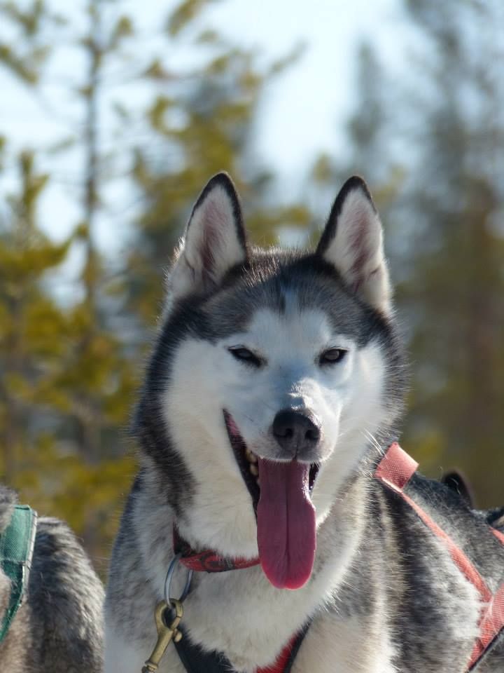 Photo of Indian Tribe Husky’s Nitinat