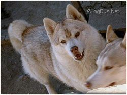 Photo of Tobotuk N Shapali’s Baja Luna
