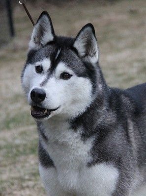 Photo of NorthWapiti’s Wired of Kelim