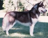 Photo of Kristari’s Solocha EJ O’Mainake