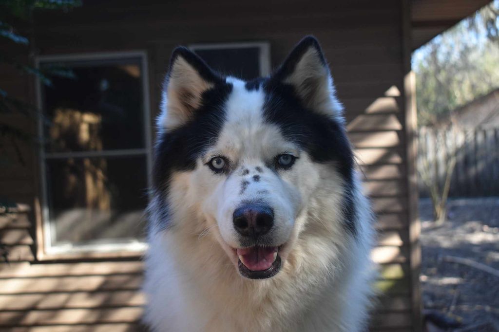 Photo of Stormy The Cotton Cloud