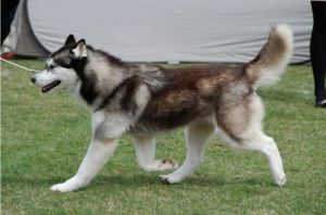 Photo of If I'am The Best Eskimoski Domek