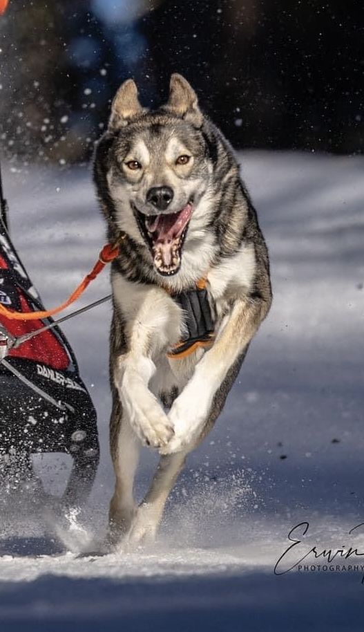 Photo of King of the Road ab Canis Polaris