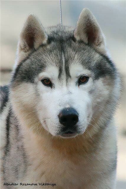 Photo of Vito Corleone of Siberian Lady