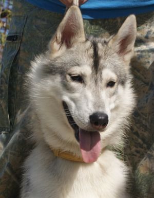 Photo of Vento Libero Yanta Buento Diris