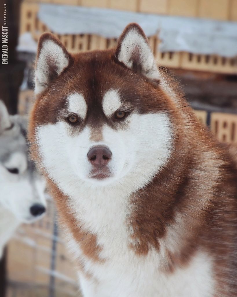 Photo of Emerald Mascot Attractive Force